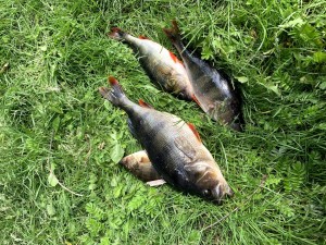 IMG_1462.jpg