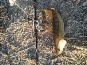 IMG_20210304_065305.jpg