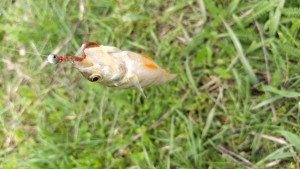 IMG_20210502_121457.jpg