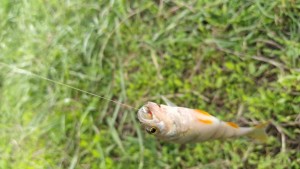 IMG_20210502_123531.jpg