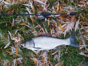 IMG_20211114_090103.jpg