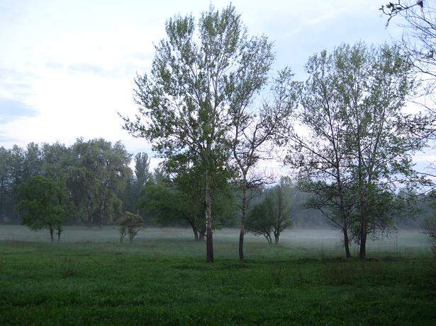 Вечерний туман на лугу