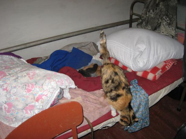 Кошка с котятами