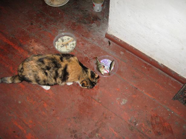Кошка ужинает окунем