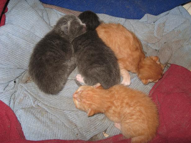 Котята